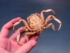 Cran Sea animal Dorippee Quadridens Crab specimen taxidermy animal Free Shipping