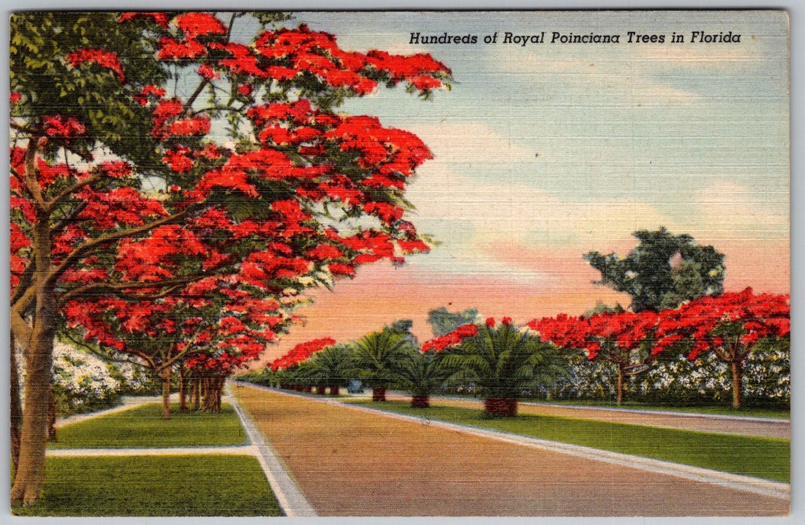 Vtg Linen Postcard Royal Poinciana Trees St Petersburg, FL 1940s