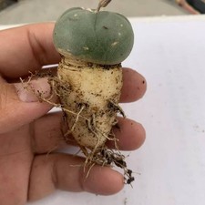 1pc 2.5-3cm Succulent Cactus Plant Home Garden Beautiful Cacti Plants