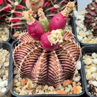 Gymnocalycium friedrichii 9R001 hybrid -Thailand-    20seeds harvest 2025