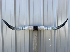MOUNTED STEER HORNS 3 Feet 5 inch wide LONGHORN POLISHED MOUNT BULL COW
