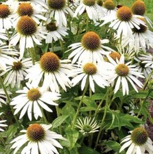 CONEFLOWER WHITE SWAN - 20 SEEDS - Echinacea alba -