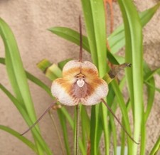 Rare Dracula kareniae orchid plant FS / Monkey face orchid  not in bloom