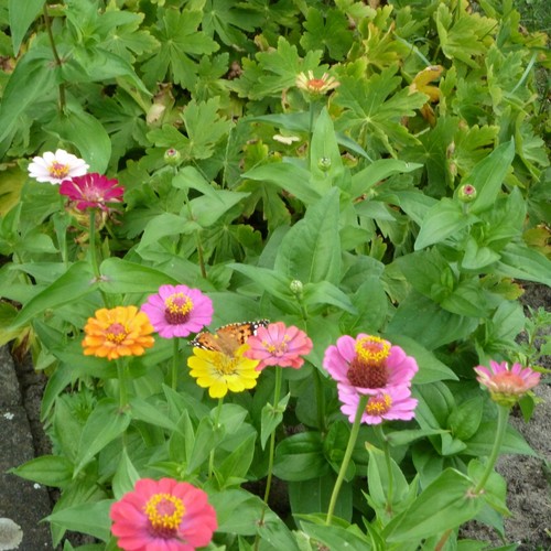 Semi di fiori di Zinien 🌸, 100 semi+ dal proprio giardino 🌼 - Foto 7 di 15