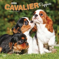 Cavalier King Charles Spaniel Puppies Calendar 2026 - Dogs - Month To View