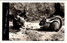 We're Nuts About Oregon Chipmunks 1950 RPPC Sawyers Postcard L743