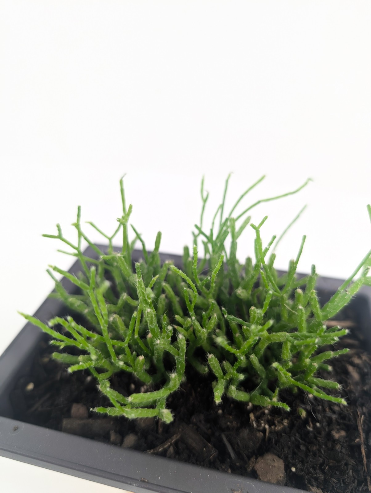 Rhipsalis Cereuscula "Coral Cactus" Live Tropical Plant 5 Inch Rectangle Pot