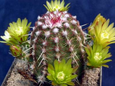 Echinocereus viridiflorus DJF 713.1,seeds20 pcs
