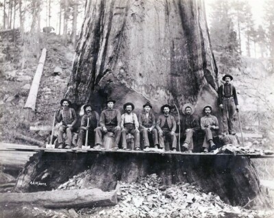 Logers Lumber Cutting Redwood Trees 8 x 10 Photo Vintage 1890s