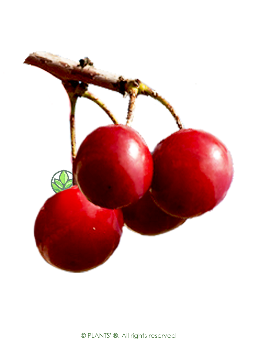 Japanese Sakuranbo Cherry PB | Premium Seeds | Prunus serrulata