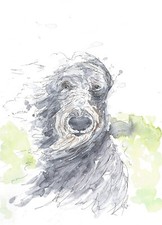 Scottish Deerhound portrait A5