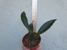 Sansevieria subspicata Mother-in-Law's Tongue Snake Plant
