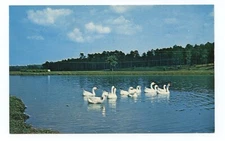 White Geese Municipal Park Springhill Mobile Alabama Bird Postcard