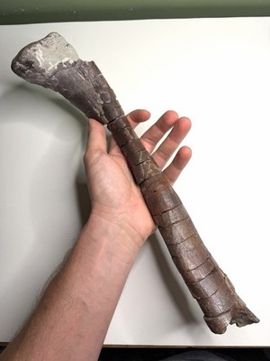 Juvenile Maiasaura Fibula - Two Medicine Formation, Montana