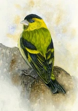 Eurasian Siskin,  Wildlife Print from my own  Original Watercolour Painting
