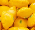 YELLOW BUSH SCALLOP SQUASH SEEDS 25+ GARDEN SUMMER SQUASH pattypan FREE SHIPPING