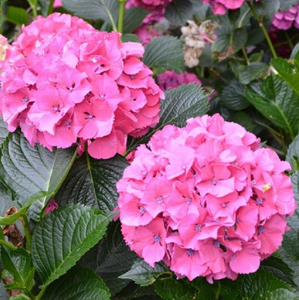 Hydrangea Flower Plant Seed Balcony Potted Pink Flowers Bonsai Plant Seed 10 Pcs Ebay