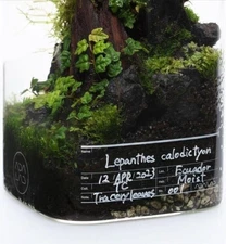 ADA LAB Exclusive Aqua Design Amano Label Sticker Set of 5