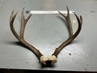 mule deer antlers — photo 1