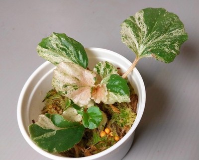 Begonia Cucullata Pink Variegated