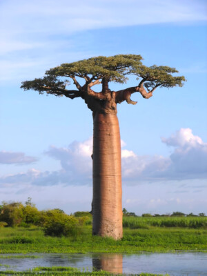 Grandidier's Baobab Adansonia grandidieri Tree Madagascar Poster Art Print