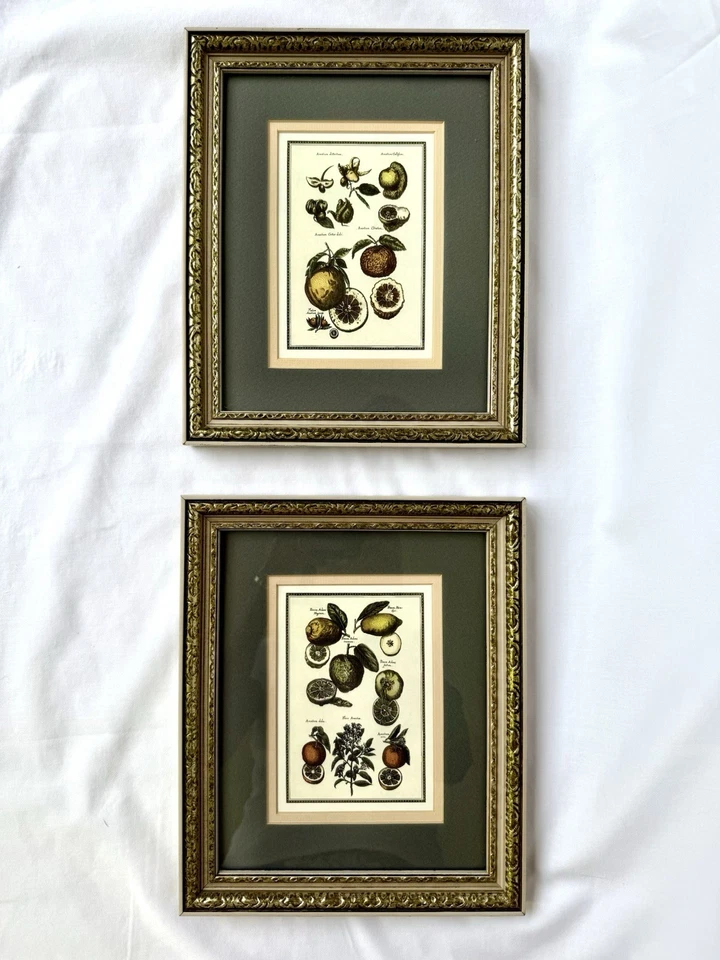 PAR Ilustraciones BOTÁNICAS Vintage DECORACIÓN DE PARED MADERA. Alfombrilla personalizada para marco Foto 3 de 4