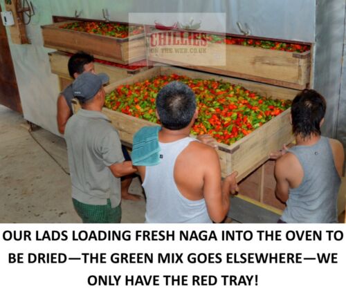 10g Dried Chilli Chili Naga Bhut Jolokia - Ghost Pepper - CHILLIESontheWEB - 第 4/5 張圖片