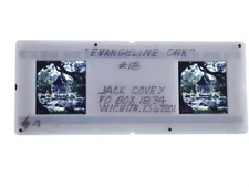 Stereo Realist slide - EVANGELINE OAK St Martinville Louisiana Jack Covey JC-D7