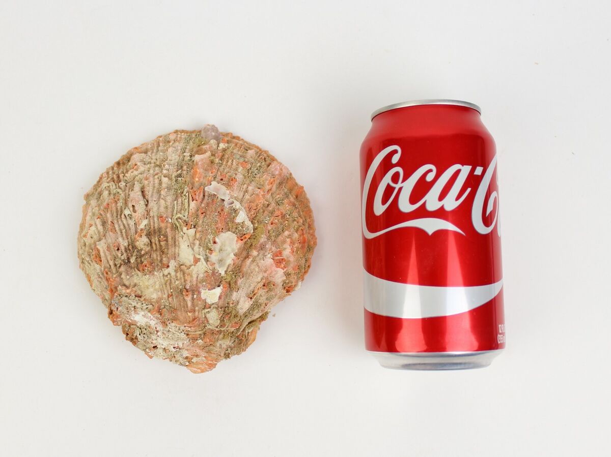 Red Orange Spiny Oyster Shell – First Quality (1086-11-G3330 Red Orange Spiny Oyster Shell – First Quality (1086-11-G3330