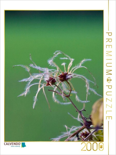 Calvendo Puzzle GewöHnliche Waldrebe 2000 Teile Puzzle Hoch | 2000 Teile Lege-Gr-image