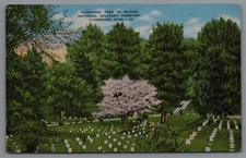 Postcard MS Dogwood Tree in Bloom National Military Cemetery Vicksburg A11