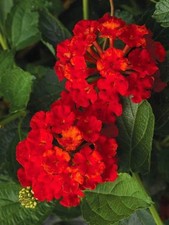 Lantana Florida Red (Rooted Starter Plant) BUY 2 GET 1