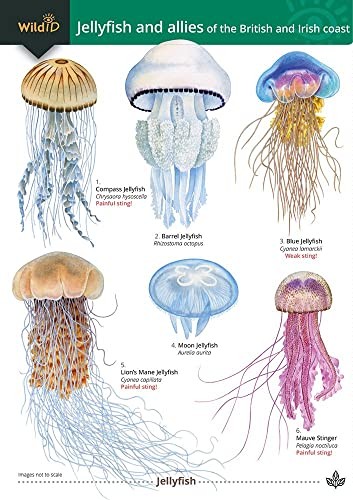 Jellyfish And Allies - Image 4