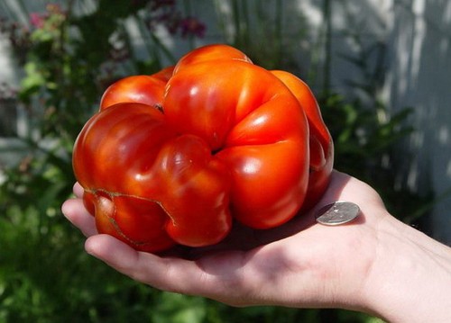 TOMATO COSTOLUTO GENOVESE (500 SEEDS) Beefsteak tomato with a meaty texture! - Picture 3 of 3