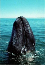 New Born Grey Whale Sky Hopping Postcard Unused (33728)