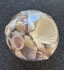 Basket Of Seashells