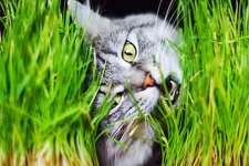 500 Organic CAT GRASS WHEAT Grass Pet Grass Wheatgrass Catgrass Triticum Aestivu