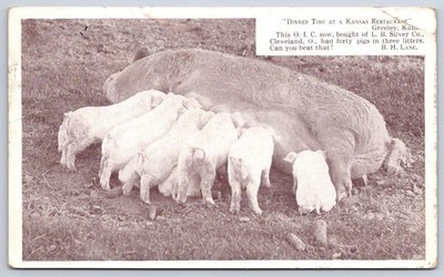 Antique Kansas Postcard GREELEY Sow Piglets Farm Life 1915 Rppc