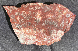 LEOPARD SKULL ORBICULAR JASPER STRIKING UN POLISHED ROUGH 40 GRAMS