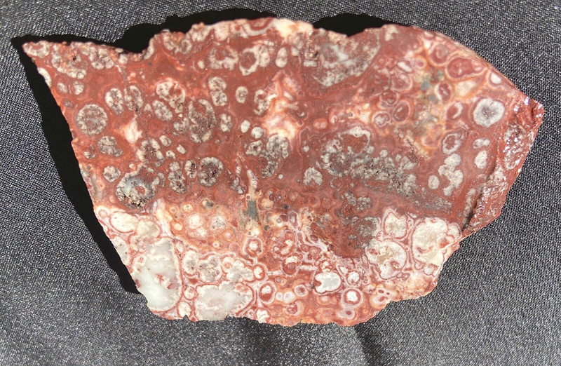 LEOPARD SKULL ORBICULAR JASPER STRIKING UN POLISHED ROUGH 40 GRAMS