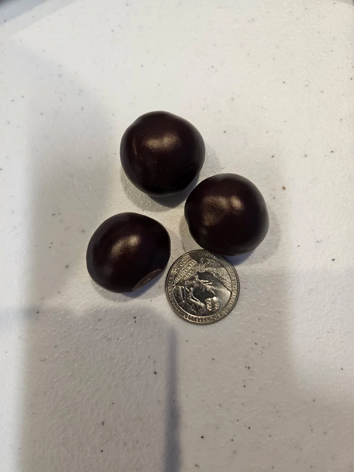 Lote de 100 tuercas genuinas Ohio Buckeye nuevas cosechas 2025 en su mayoría níquel a cuarto tamaño Foto 2 de 2