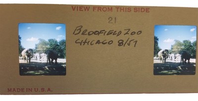 8 Vintage 1957 Kodachrome Color Stereo Slides BROOKFIELD ZOO Animals Chicago