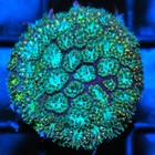 Corals of Eden WYSIWYG Live Coral Frag ~ John Deere Leptastrea Coral — photo 4