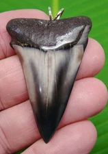 2.13 “ MAKO SHARK TOOTH  Necklace Real Fossil - Georgia, USA Find