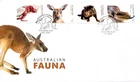 2019 Australian Fauna - FDC Self-adhesive stamps