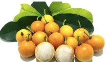 Live Bacopari Tree Garcinia gardneriana  Exotic Fruit Plant / free ship 1.5 feet