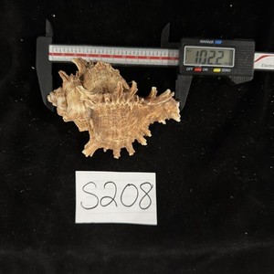 Spiny Brown & White Murex Shell 102.2mm No Collection Data (S208)