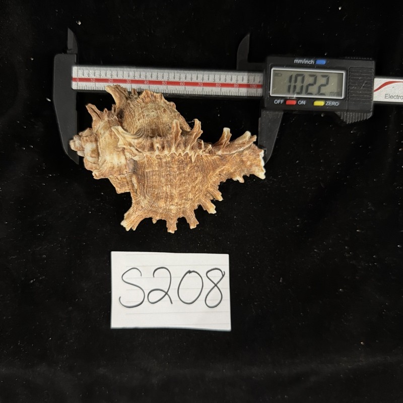 Spiny Brown & White Murex Shell 102.2mm No Collection Data (S208)