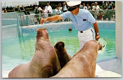New York Aquarium Walruses Ookie Tipuk Seeku Plastichrome Postcard 1964