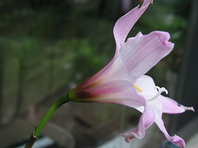 Rain Lily, Habranthus Floryi Cherry Pink, 3 bulbs, NEW, RARE